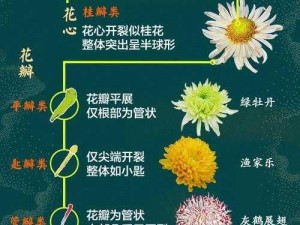 官场贵妇的菊花为什么如此神秘？如何开发官场贵妇的菊花？有哪些方法可以开发官场贵妇的菊花？