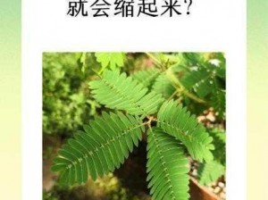 含羞草黄是怎么回事？为什么会出现这种现象？如何避免含羞草黄？