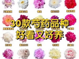 香软玉滑 LVLL 芍药为何如此受欢迎？