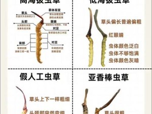 野草乱码一区四区有何区别？怎样识别和解决？