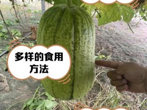 草莓丝瓜为什么如此受欢迎？如何挑选和保存？或草莓丝瓜怎样种植和管理？有哪些注意事项？