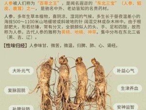 关于千年人参的价格与作用，探寻珍稀药材的奥秘与价值