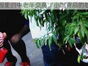 公园里的中老年交易：小树背后的故事