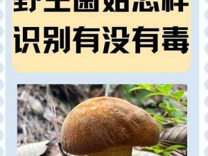 51dadou 仙踪林食用菌行情：天然健康，营养丰富，口感鲜美