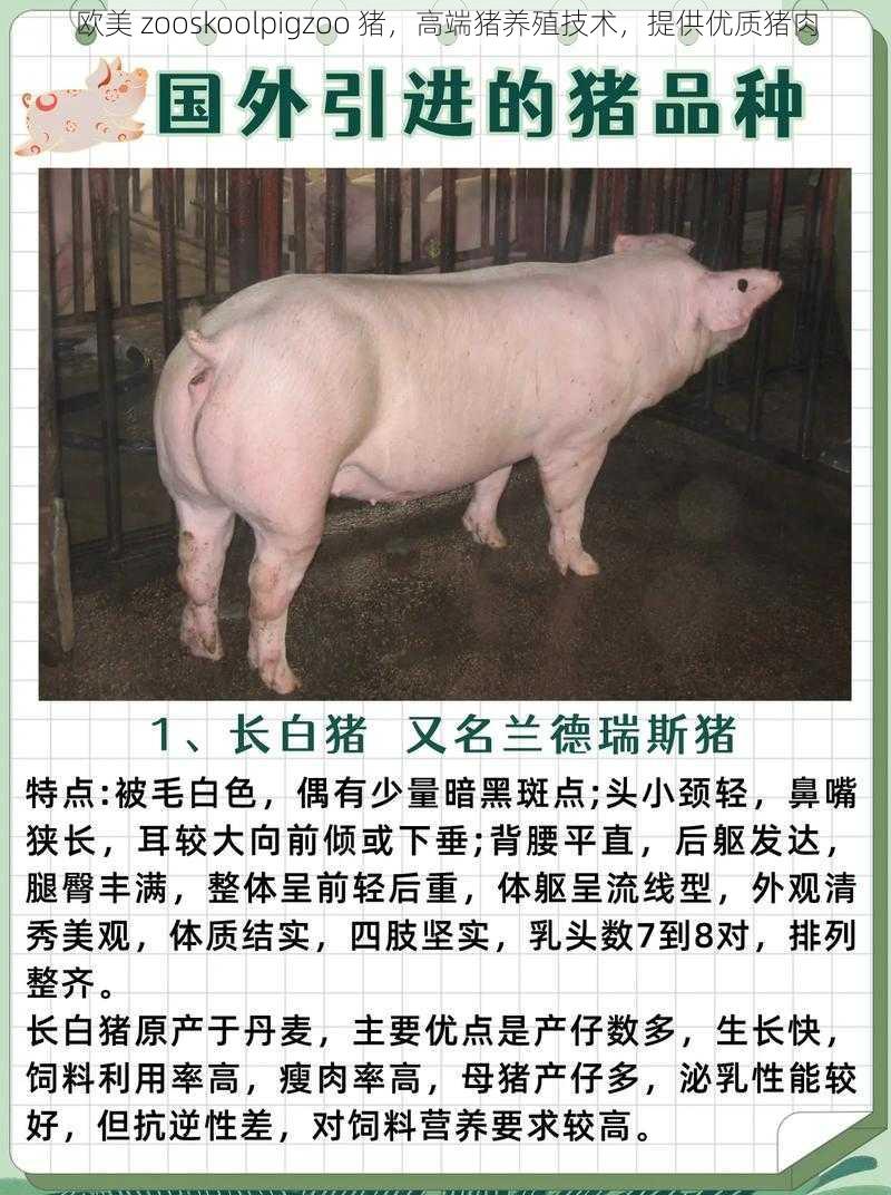 欧美 zooskoolpigzoo 猪，高端猪养殖技术，提供优质猪肉