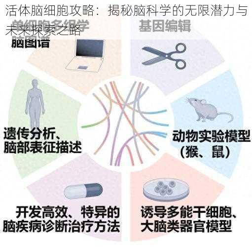 活体脑细胞攻略：揭秘脑科学的无限潜力与未来探索之路