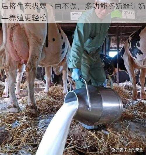 后挤牛奈拔萝卜两不误，多功能挤奶器让奶牛养殖更轻松