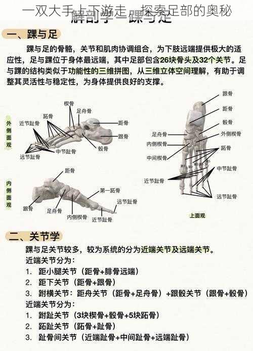 一双大手上下游走，探索足部的奥秘