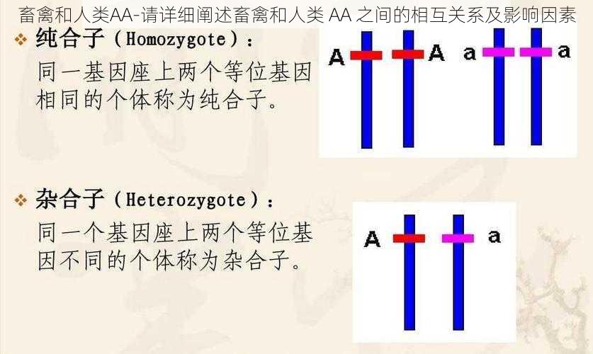 畜禽和人类AA-请详细阐述畜禽和人类 AA 之间的相互关系及影响因素