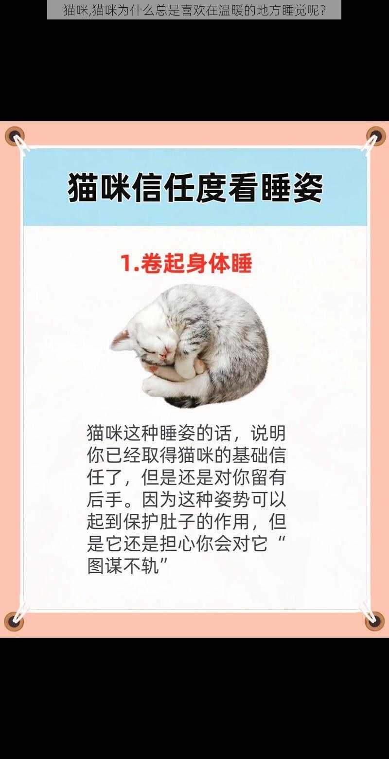 猫咪,猫咪为什么总是喜欢在温暖的地方睡觉呢？