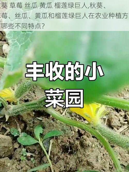 秋葵 草莓 丝瓜 黄瓜 榴莲绿巨人,秋葵、草莓、丝瓜、黄瓜和榴莲绿巨人在农业种植方面有哪些不同特点？