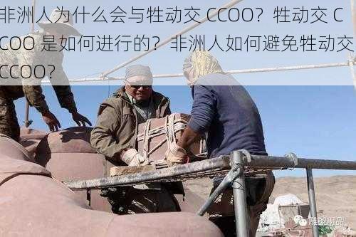 非洲人为什么会与牲动交 CCOO？牲动交 CCOO 是如何进行的？非洲人如何避免牲动交 CCOO？