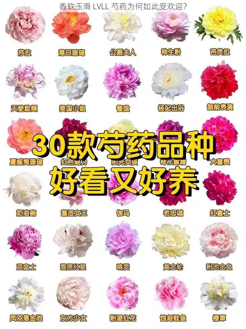 香软玉滑 LVLL 芍药为何如此受欢迎？