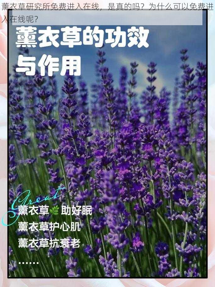 薰衣草研究所免费进入在线，是真的吗？为什么可以免费进入在线呢？