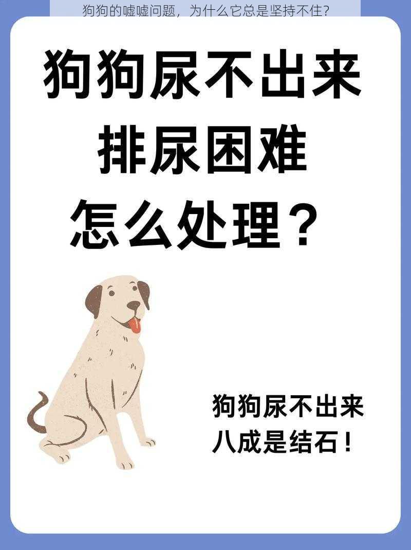 狗狗的嘘嘘问题，为什么它总是坚持不住？