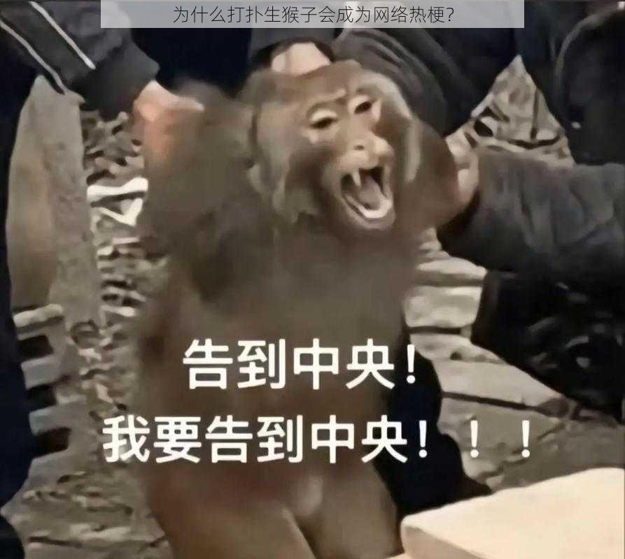 为什么打扑生猴子会成为网络热梗？