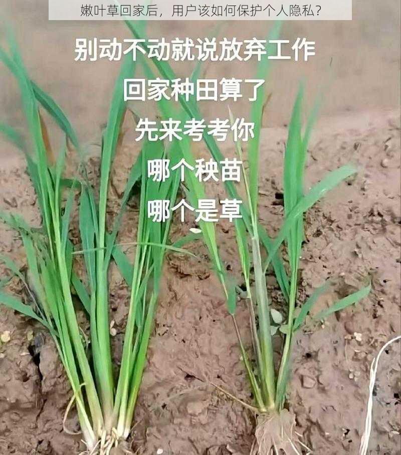 嫩叶草回家后，用户该如何保护个人隐私？