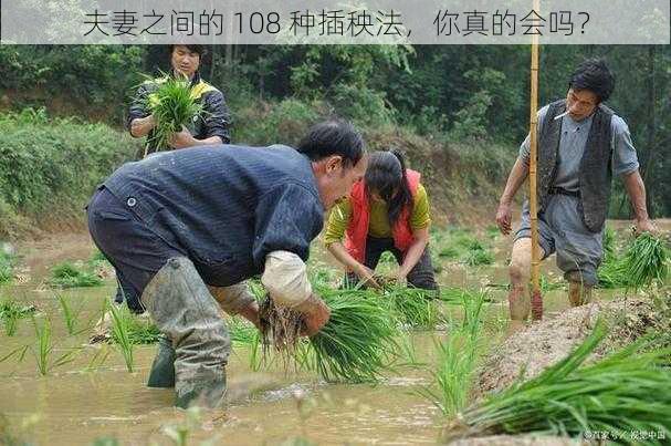 夫妻之间的 108 种插秧法，你真的会吗？