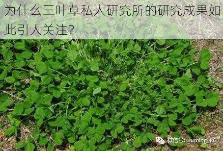 为什么三叶草私人研究所的研究成果如此引人关注？