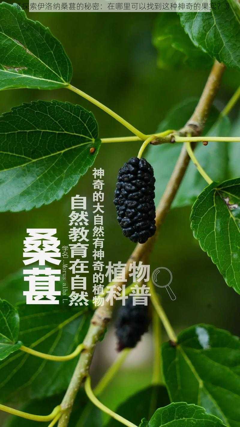 《探索伊洛纳桑葚的秘密：在哪里可以找到这种神奇的果实？》